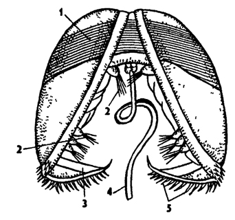 Личинки моллюсков. Велигер двустворчатых. Велигер двустворчатых моллюсков. Строение мидии биссус. Велигер беззубки.